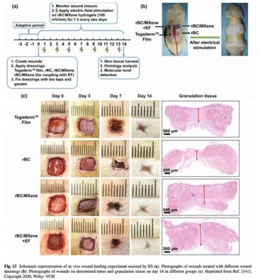  Vitrigel: Revolutionäres Biomaterial für die Tissue Engineering und Wundheilung!